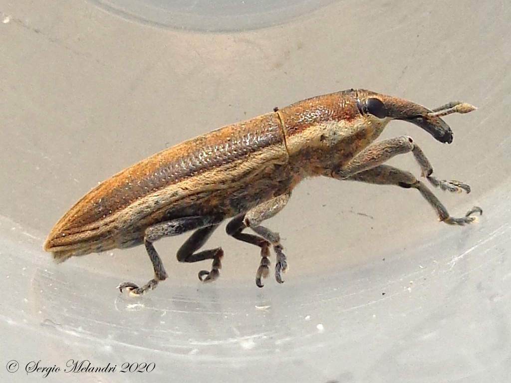 Curculionidae: Lixus (Compsolixus) juncii